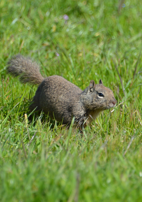 Ground Squirrel - Eichhörnli wo im Bode läbed und Tunnel grabed :D