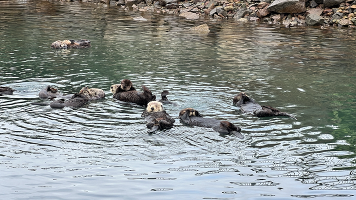 SEA OTTER :D 