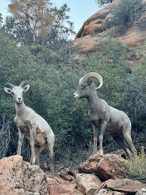Desert Bighorn Sheep