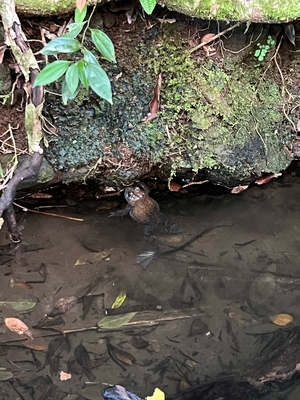 De gröscht Frosch uf dere Inslä!!! (womer bis ez gseh händ^^, aber isch wüki riesig gsi!)
