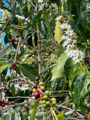 Kaffi Farm Heavenly