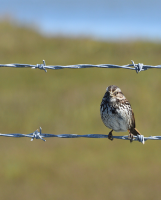 Bi Baylands Nature Preserve nomal en chline Spaziergang gmacht und Vögel gföttelet^^
