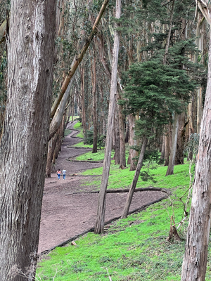 Andy Goldsworthy Woodline