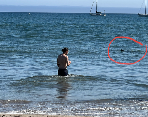 Sogar en Seehund isch de Strand es paarmal go abchegge!