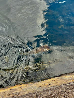 Im Kanal hinde hani en riiise Kugelfisch entdeckt!!!