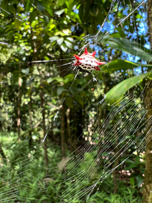 D Jasi het na die lustigi Spinne entdeckt (ned giftig und nur ca so gross wienen Fingernagel)
