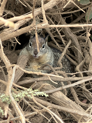 Hoi Squirrel :)