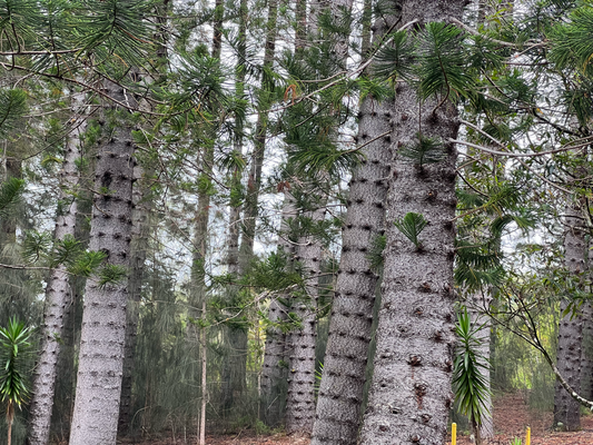 Lustigi Bäum bi Wa'ahila Ridge Trail :)