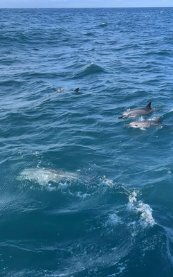 Chum usem Hafe hend mer e Gruppe Spinner-Dolphins gseh, ca. 100 Stuck