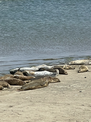 Moss Landing