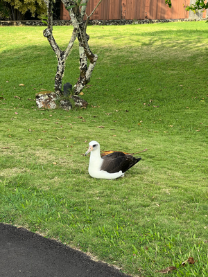 Baby Albatros