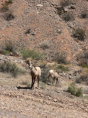 Im Valley of Fire die erstä Tierli troffe