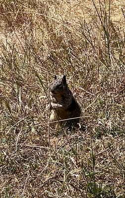 Ground Squirrels - fascht wie d'Murmeli ih de Schwiiz :)