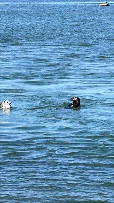 Hoi du süesse Otter!