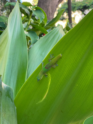 Das sind di harmlose Tierli :)