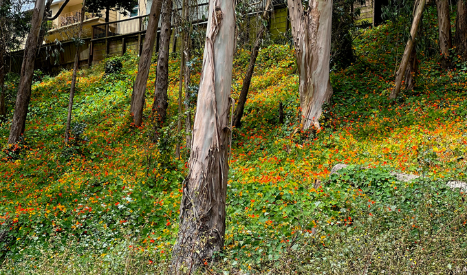 Stern Grove Park