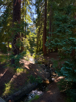 Berkeley University Campus
