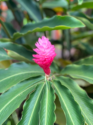 Blume