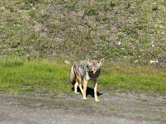 Koyote