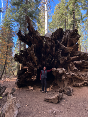 Sequoia Trees...