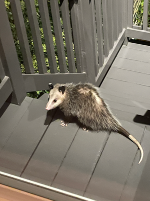 Possum uf eusere Stege
