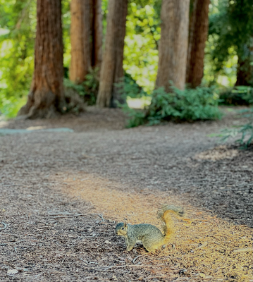 Berkeley University Campus