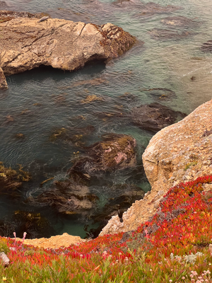 Point Lobos State Park