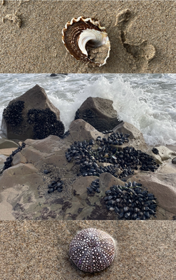 Marine Life und ahgschwämmti Sache vom Sturm