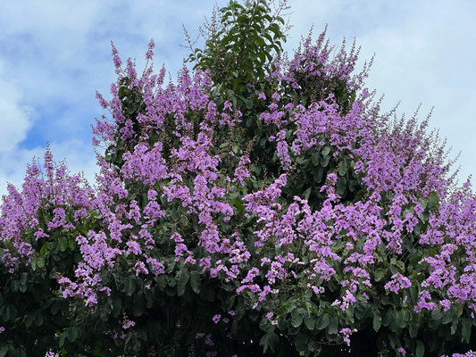 Schöne Baum in Koloa, die gliich Farb wie de Jasi ihres neu Bikini :-)