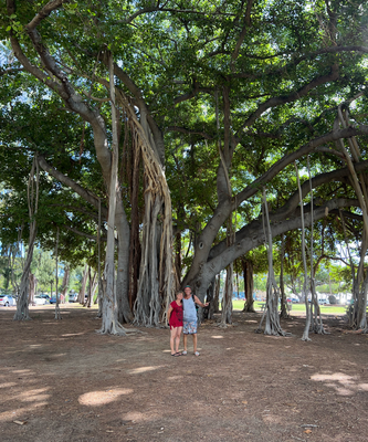 Hawaiian Banyan Trees :) 