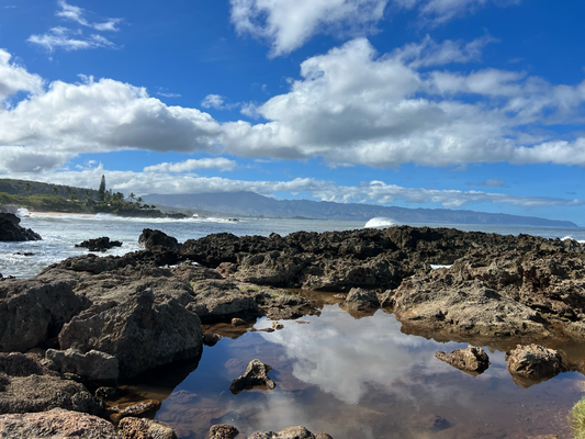 Noth Shore Shark Cove
