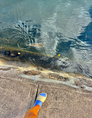 Lueged mal wie gross im Verglich zu mim Schueh!! (und nei mis Bei isch nöd so orange, aber damit dem de Fisch gseht hani chli müsse ah de Farb umeschruube) 