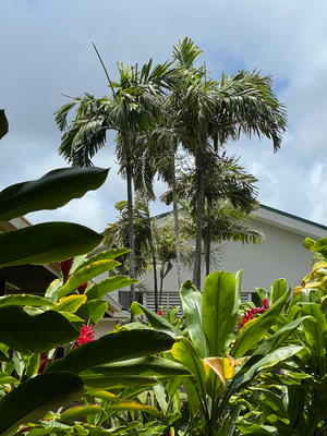 Schöne Palme in grün, scho am Flughafe