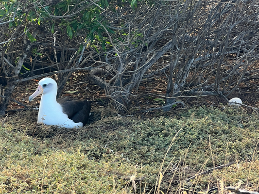 mit brüetende Albatross :D