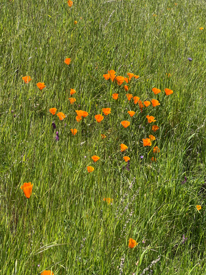Poppys :) 