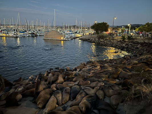 Monterey