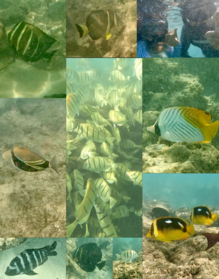 Soooo viiiel Fishiiies! Leider isch d'Sicht nöd soo guet gsi.