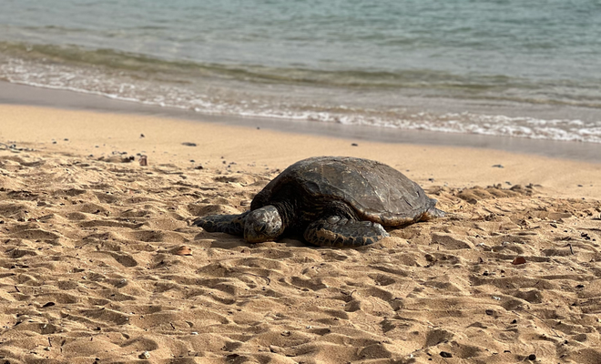 Sea Turtles ganz nah am Poipu Beach. Sobald eini am Strand sich erholt, wird en 3-4 Meter Radius absgperrt