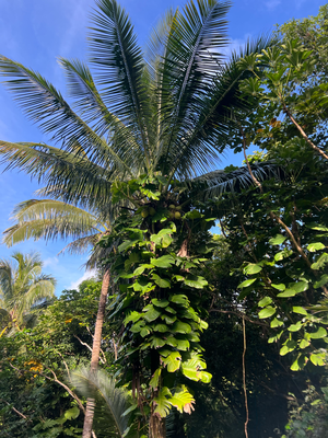 Palme mit Monstera Pflanze