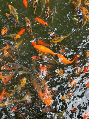 und viele Fisch!
