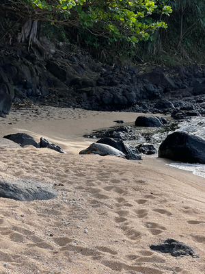 Ganz hinde am Strand hemmer die ersti Green Sea Turtle gseh