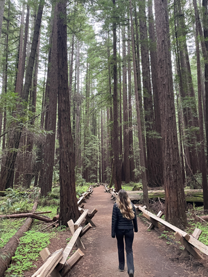 Am nächste Morge en Spaziergang im Armstrong Redwoods State Natural Reserve