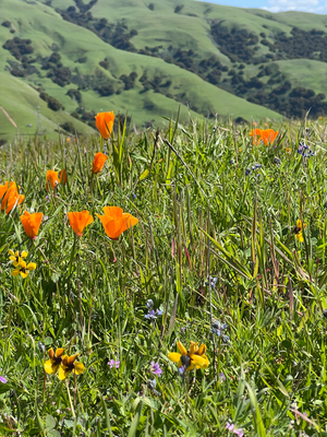 Poppys - Californian State Flower