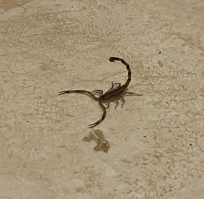 Skorpion im Zimmer - natürlich müesse fange...macht ja keine es Aug zue z'wüsse das Teil lauft im Zimmer ume