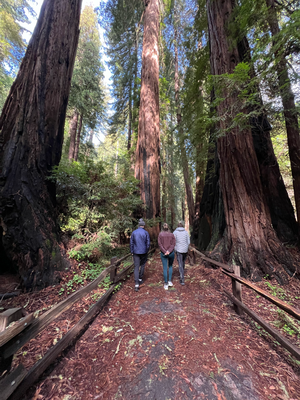 8.2 Mitem Mietauto richtig Muirwoods für en churze Spaziergang