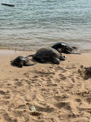 Schilkis uf Bsuech am Strand
