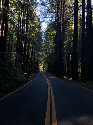 Navarro River Redwoods State Park