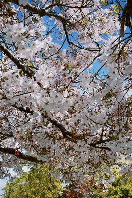 In bloom 