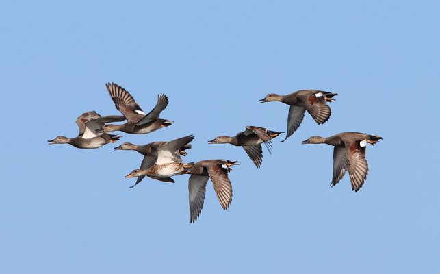 Schnatterenten (Foto: Edmund Abel)