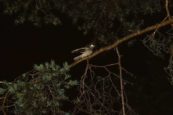 Ziegenmelker (Foto: Edmund Abel)